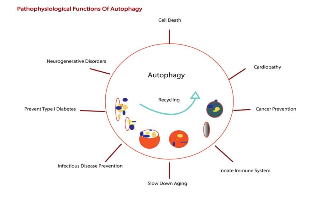 Functions of autophagy
