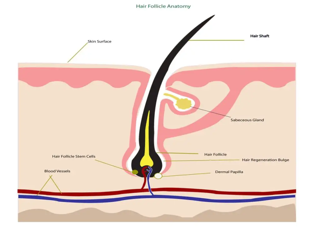 Hair Follicle Anatomy