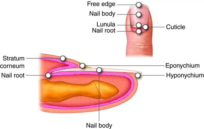 nail cuticle structure