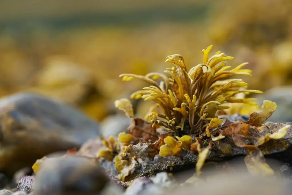 benefits of sea moss for hair