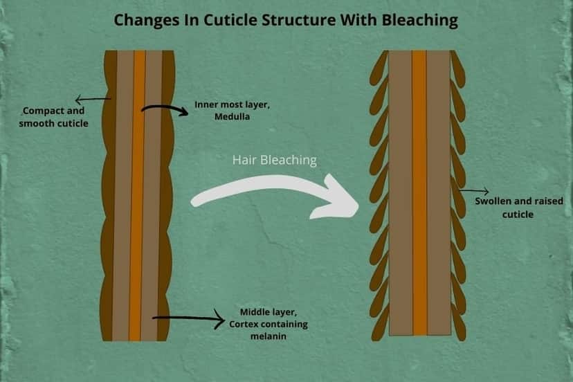 hair strand structural changes with bleaching